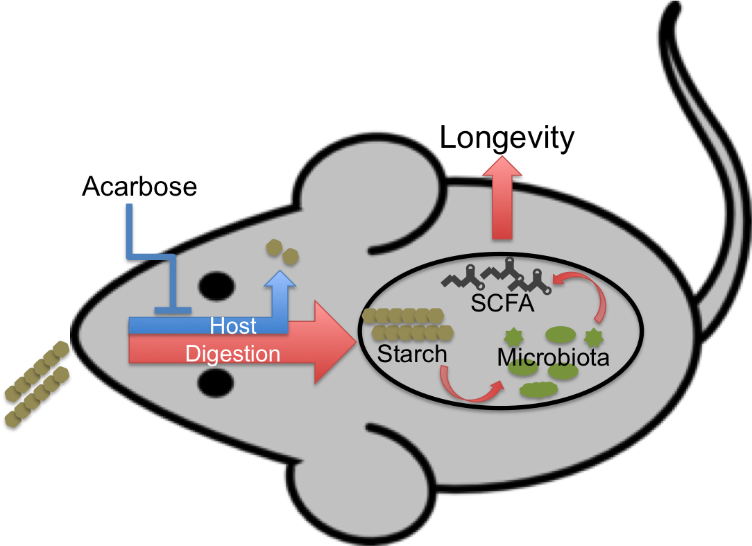 Concept diagram: our alternative model for acarbose's effect on longevity.
